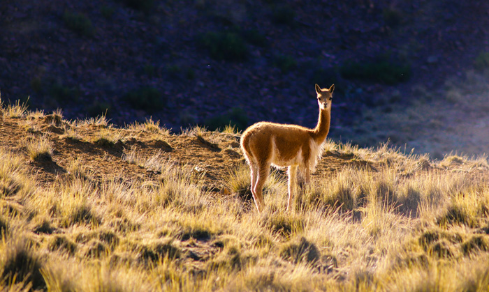 Vicuña ©Luis Nuñez